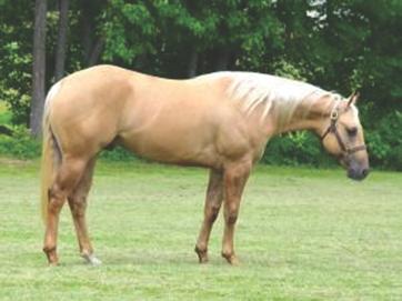 NCHA Non-Pro Super Stakes Finalist. Offspring earnings in excess of $500,000. 2012 Palomino Stallion (Dun It With A Twist x Melimelo Kid) 46 Sired by Dun It With A Twist. NRHA LTE: $108,946.