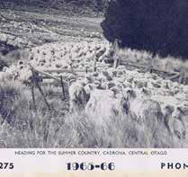 Sheep if left out on the broad flattish top of Waiorau would not have survived in winter conditions so a major mustering effort had to be made to
