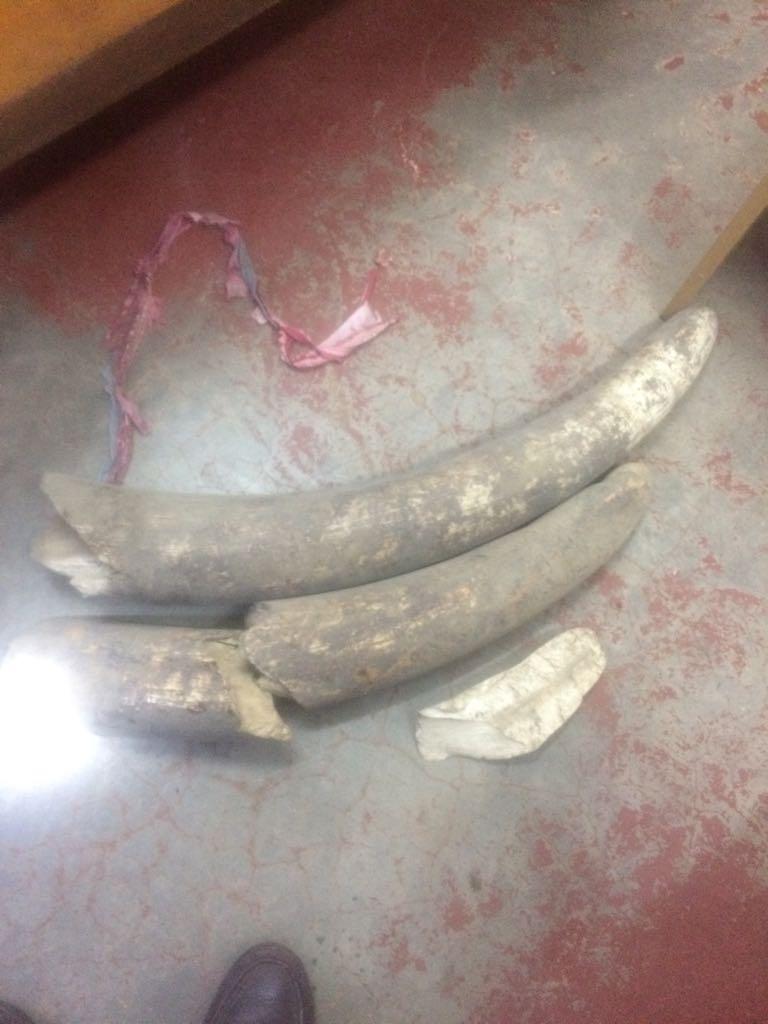 The three suspects arrested in the 18 kg ivory seizure operation. Incidents sitrep Dead elephant on: 2/2/2018 Dead elephant on: 8/2/2018.