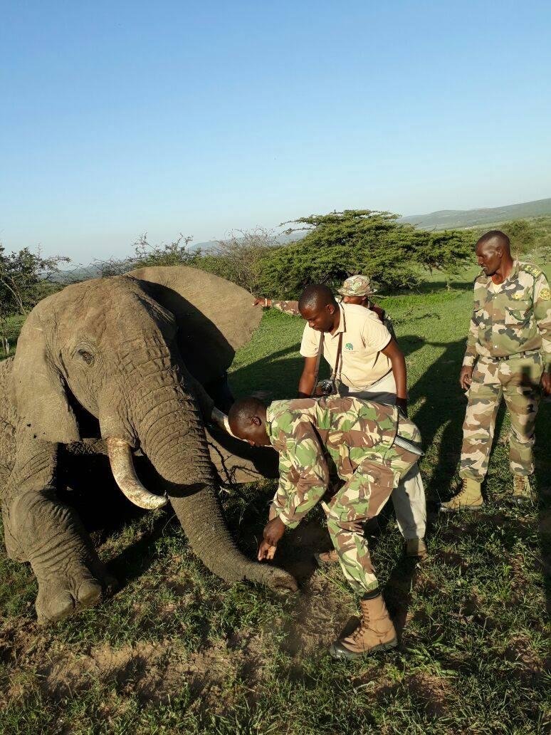 An injured elephant in Olaro Conservancy where the MEP helicopter was deployed to assist KWS and Olaro to treat the elephant. Unfortunately, during treatment the elephant succumbed to its wounds.