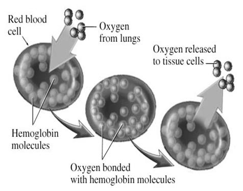 CO 2 in the blood is also transported on hemoglobin Hemoglobin and Oxygen Transport Functions of the Respiratory