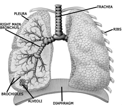Components of the Respiratory System Phases of Respiration Inspiration is active Raise chest wall Lower diaphragm Increases volume Decreases pressure Air is inhaled Exhalation is passive Relax the