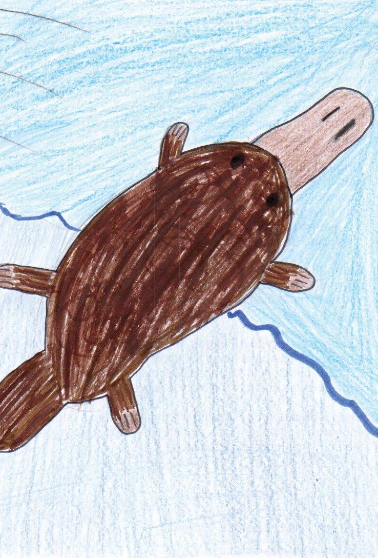 Here is a platypus Swimming in the water Looking for little fish for dinner Platypus like