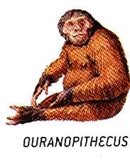 Ape evolution Lesser