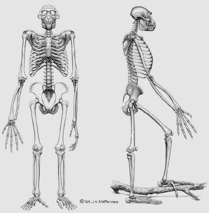 Ardipithecus ramidus: oldest known hominin Height:117-124 cm Relatively small brain Long arms, suggest