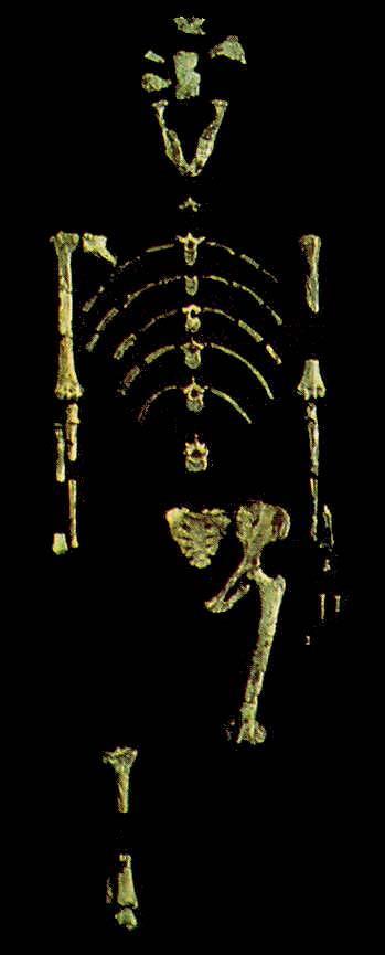 Basal australopithecines Australopithecus anamensis *4.