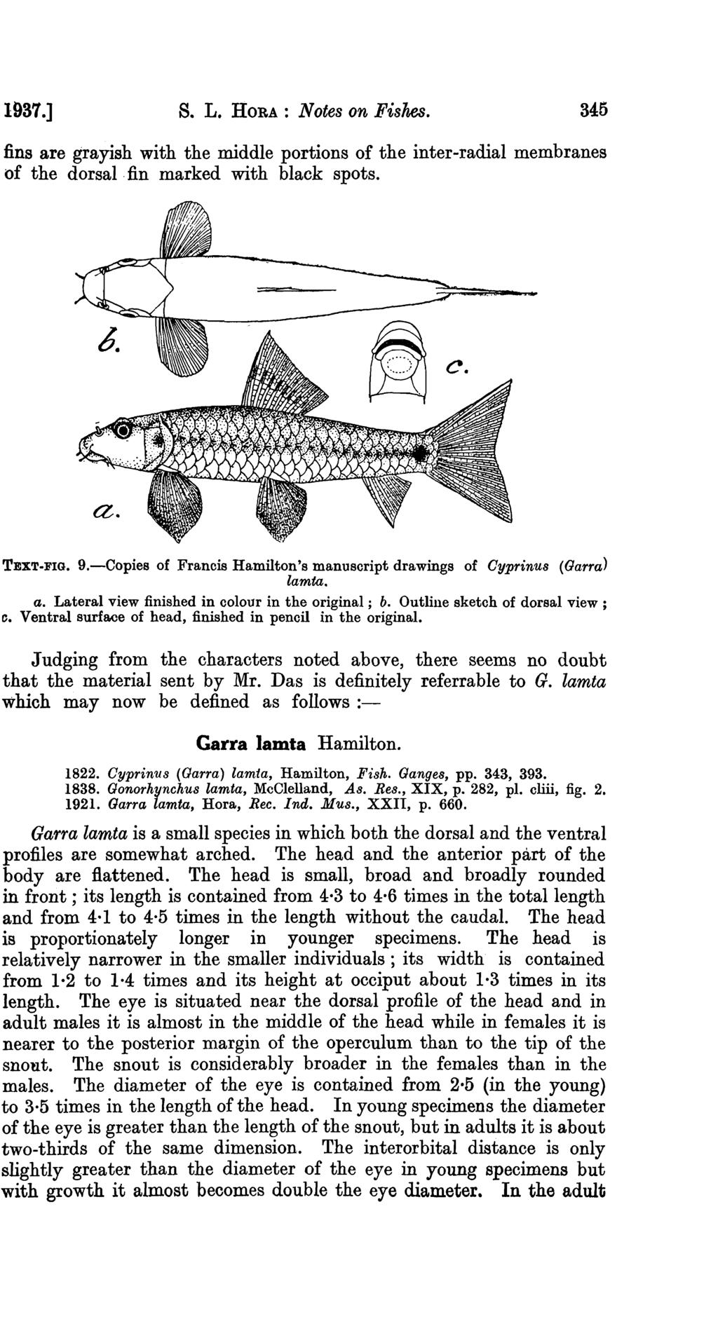 1937.] s. L. HORA : Notes on Fishes. 345 fins are grayish with the middle portions of the inter-radial membranes of the dorsal fin marked with black spots. TEXT-FIG. 9.