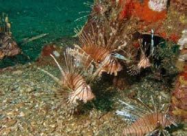 Lionfish Challenge Recreational Lionfish King, Ken Ayers Lionfish Challenge: The goal of this ongoing statewide program is to reward recreational and commercial lionfish harvesters for their efforts