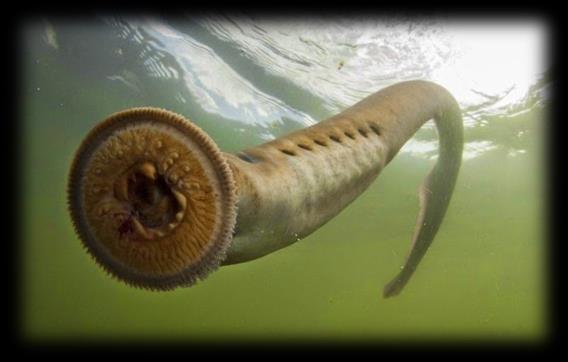 Cold Blooded Swimmers Agnatha: The Jawless Lampreys & Hagfish Existed
