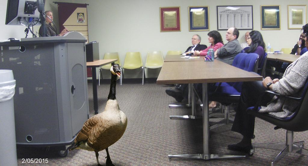 March 30, 2015 The Current Enrollment Opens for Branta Canadensis NEWS 3 MRS. FLAHERTY The biggest, loudest, and filthiest problem on campus has just become your best friend.