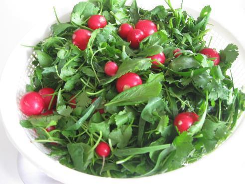 41 Herbs: Chives (tareh), cilantro (geshniz), purslane (khorfeh), lettuce, radish, onion, beetroot, garlic, carrot,