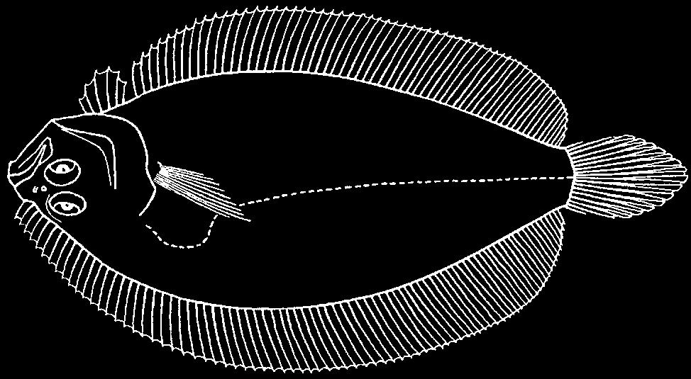 Pleuronectiformes: Bothidae 3825 Arnoglossus aspilos (Bleeker, 1851) En - Spotless lefteye flounder. Maximum total length 19 cm, usually about 7 to 8 cm.