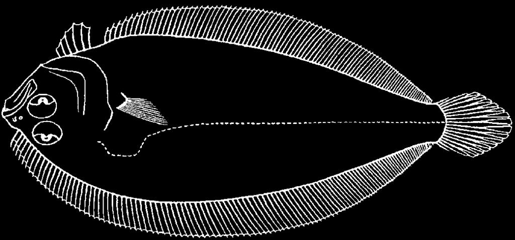 3826 Bony Fishes Arnoglossus debilis (Gilbert, 1905) En - Weak lefteye flounder. Maximum total length 17 cm. Known from depths of 150 to 440 m.