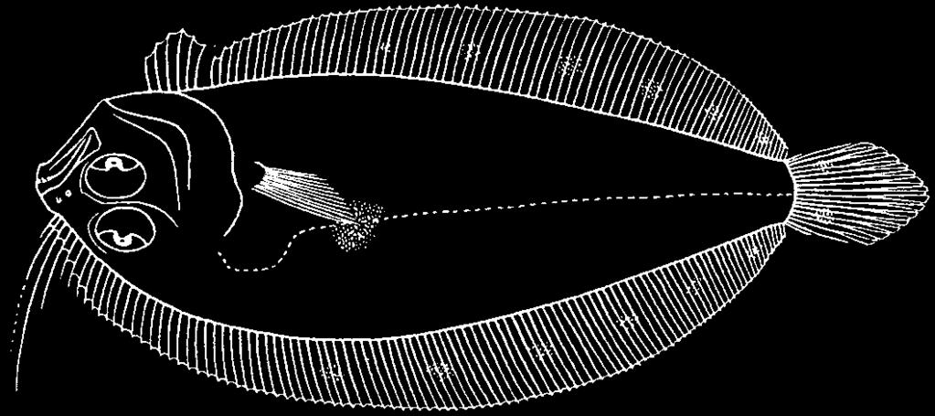 Arnoglossus elongatus Weber, 1913 En - Long lefteye flounder. Maximum total length 11 cm.