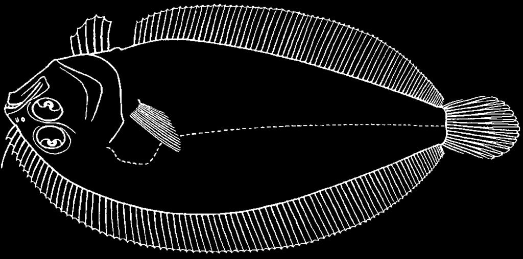 Pleuronectiformes: Bothidae 3827 A rn o g l os su s j ap o Hubbs, ni c us 1915 En - Japanese lefteye flounder.
