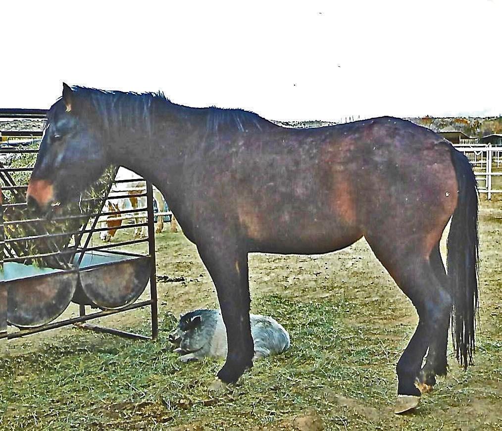 Rosemary says: "I feel so fortunate that there are great organizations like Four Corners Equine Rescue that make the effort to not only rescue equines in need, but also really evaluate the animal so