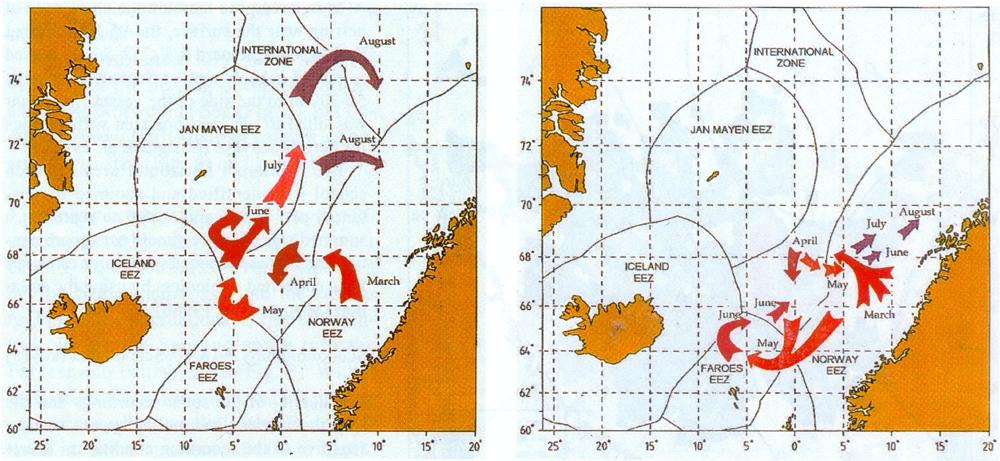 Misund & al. Distribution of herring in relation to temperature and zooplankton 11