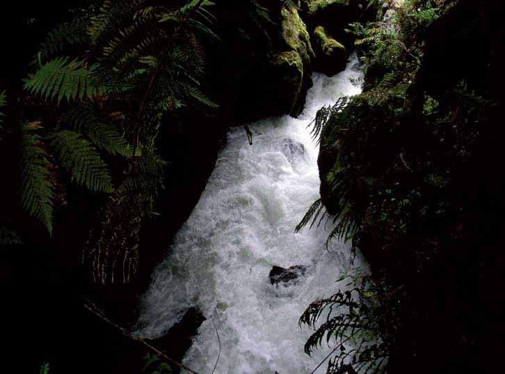 White water danger RAPIDS SEEN FROM THE BUSH TRACK. An experienced recreational kayaker died when the Grade One river he was negotiating suddenly turned into a 70 m white water rapid.