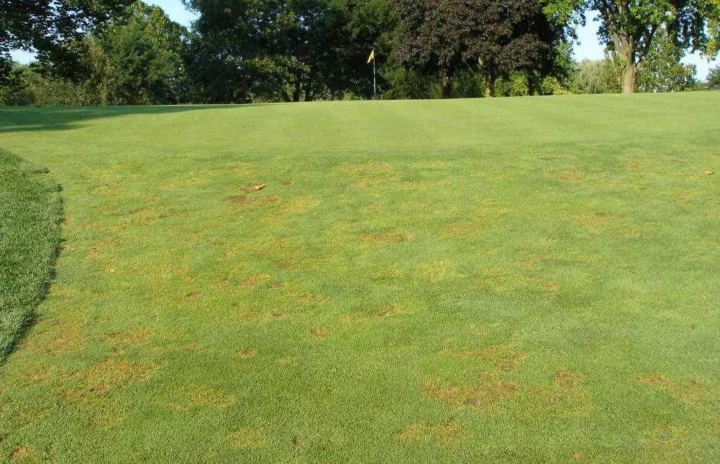 Select Issues This Week Summer patch (Magnaporthe poae) and Donuts? Background: The turf is fine until patches suddenly appear at first summer drought stress.