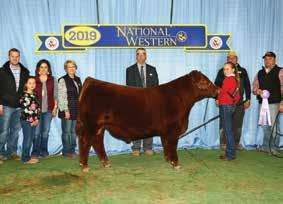 LOT 10 The Red Angus Bulls Sparta This guy is a beast and could very easily lead off the sale! He s darker red in person, good haired and very powerful!