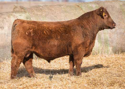 The Red Angus Bulls LOT 11 We really like how this bull is made. He is a really complete, sound bull that has a lot of look.