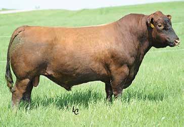 9 53 78 22 16 0.31-0.05 The cattleman s kind right here. He is a stout made, muscular bull that is good bodied and sound. We would like to make 100 of these to sell each year.