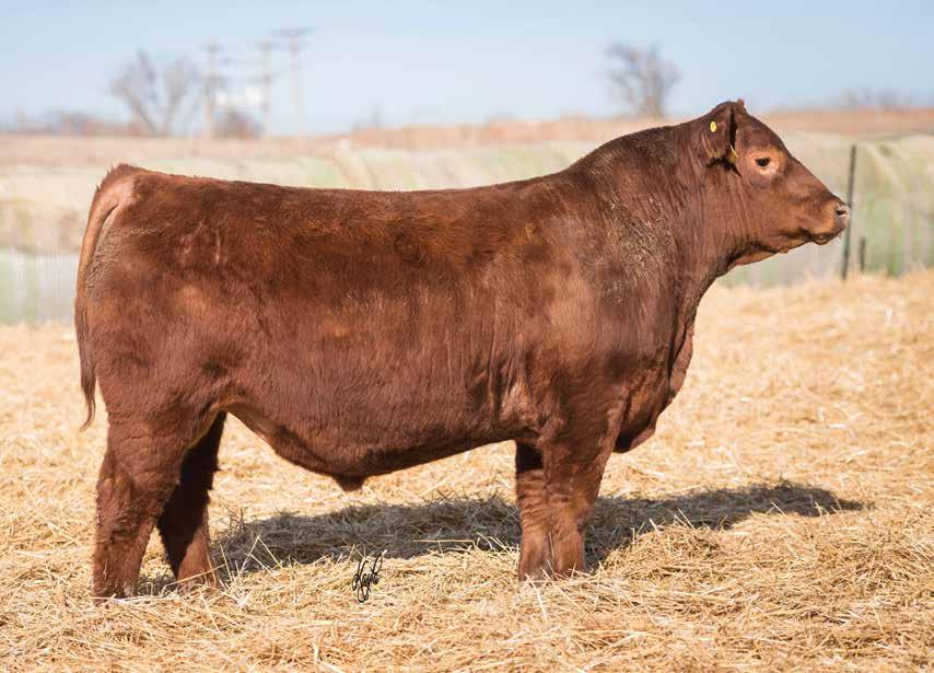 The Red Angus Bulls LOT 16 Fusion What a stud right here! We are impressed with this bull and you will be too. To combine the data with this look is right on the money.