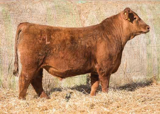 The Red Angus Bulls LOT 18 These Fusions are just really complete and come with strong data. This one is in the top 14% for Herd Builder and top 15% for Grid Master.