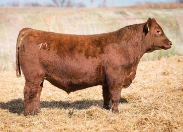 LOT 20 LOT 21 LOT 22 The Red Angus Bulls LOT 20 ANDRAS FUSION R236 PIE FUSION 576 PIE YOGO 3075 A-1 LOOKOUT 6043 MF DONNA 6037 JRA JAMES 4037 189 49 7 0.2 55 89 19 20 0.49-0.
