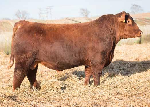 The Red Angus Bulls LOT 41 How about this stud! A two year old son of Night train that will work wherever you want him too. I think the picture demonstrates how well balanced and powerful he truly is.