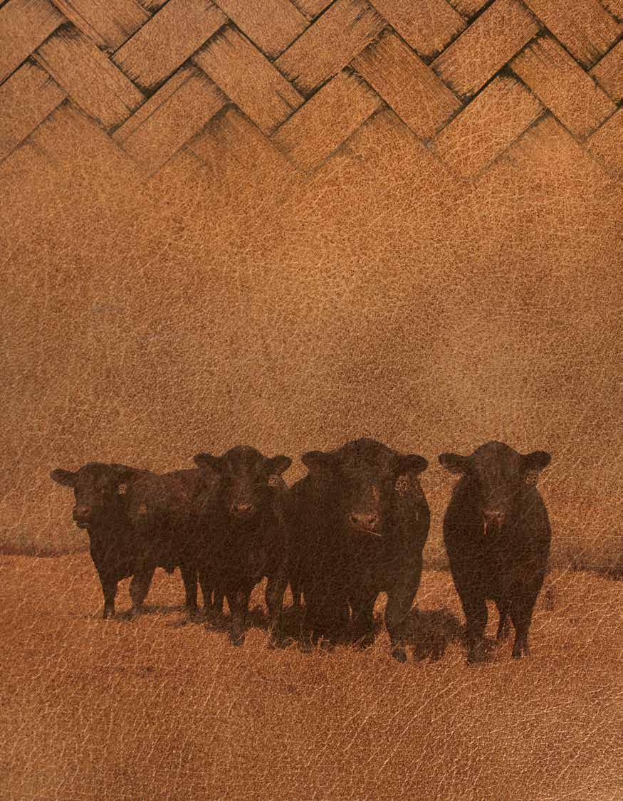 The Angus BULLS FROM