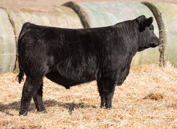 8 1.1 44 79 19 10-0.04 0.75 A 2-year-old Insight son; a landmark herd bull with all the credentials to add pounds and performance.
