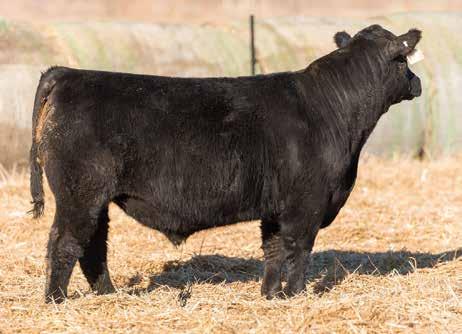 8 68 114 28 5 0.46 0.6 A leader in pounds and performance. He ranks in the Top 10%WW and 15%YW.