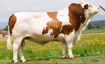 count ~ 103 Improver Waldfeuer the sire of JOUEAUR Bambi the maternal grand dam of JOUEAUR JOUEAUR is a Fleckvieh bull with a great origin.