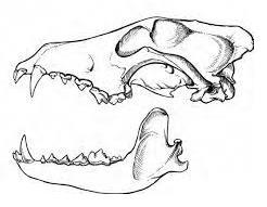 1 2 3 21. Use words from the word bank to label the structures on the carnivore skull at right.