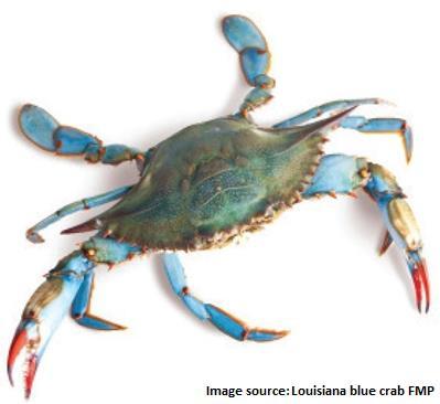 Further Information Information relating to the G.U.L.F. Certification Scheme and the assessment of Louisiana blue crab is available on the Audubon G.U.L.F. website: http://audubongulf.org/.