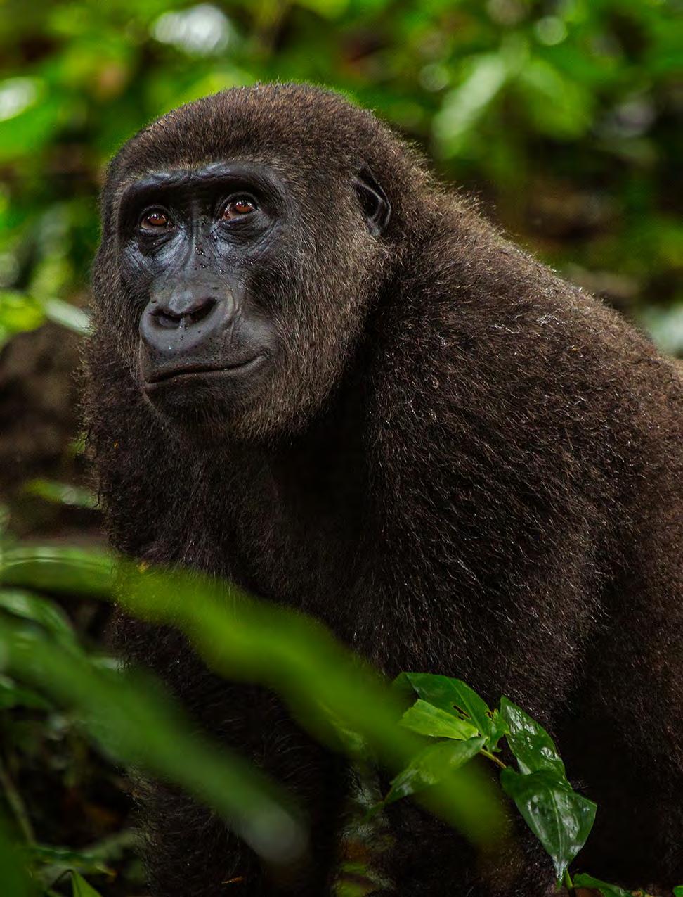 info@deeperafrica.com www.deeperafrica.com Lowland Gorillas DAY-BY-DAY ITINERARY Primate viewing safari At first, all you see is the deep green leaves towering over your head.