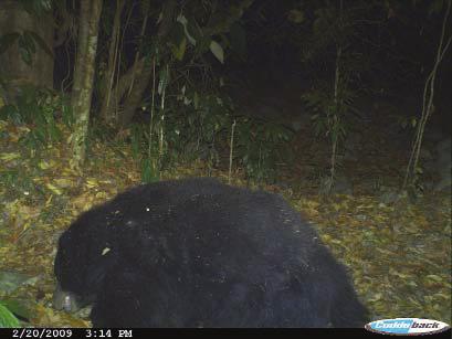Both the 1994 and 1996 Red List of Threatened Animals indicated that sloth bear presence in Bhutan was questionable.