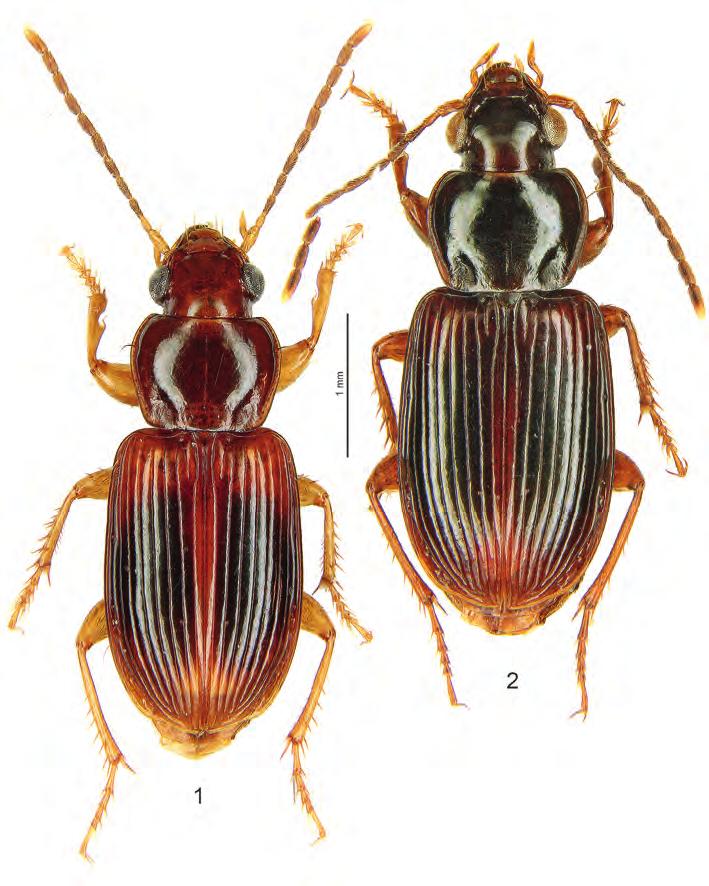 1378 Figs 1-2: Anthracus nesophilus (ANDREWES, 1936). Habitus.