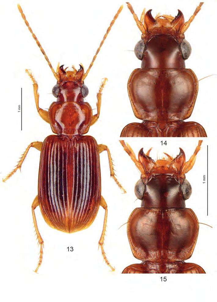 1382 Figs 13-15: Anthracus sumatraensis nov.sp.