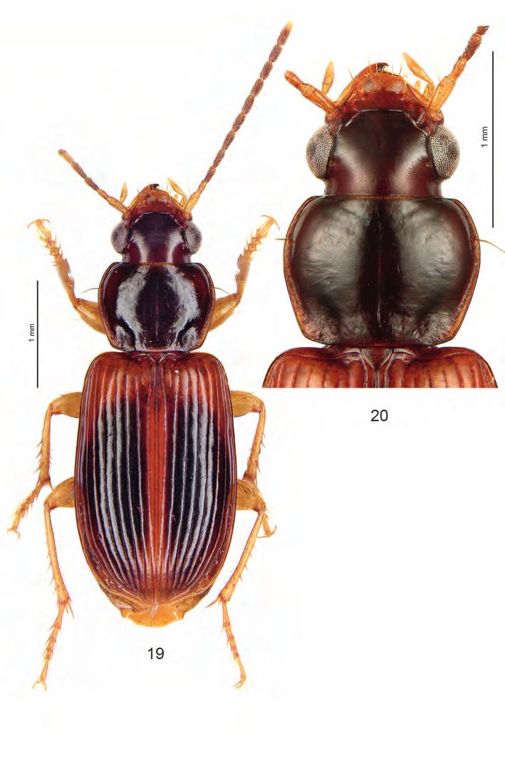 1384 Figs 19-20: Anthracus javaensis nov.