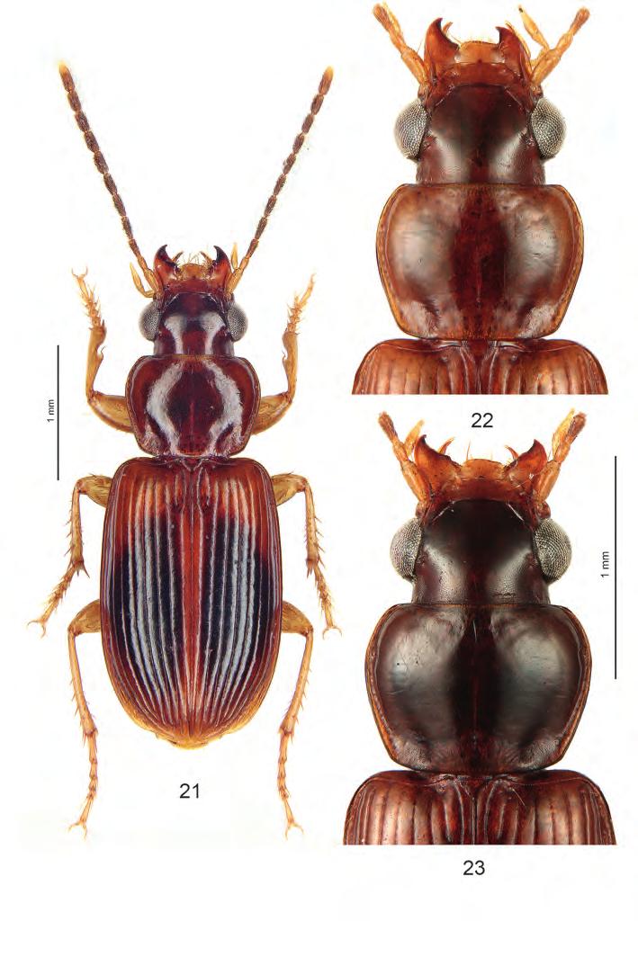 1385 Figs 21-23: Anthracus siamensis nov.sp.