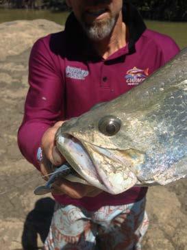 Barramundi are biologically quite special, as they have the ability to go from salt to fresh and fresh to salt (Euryhaline) and even though they can live their entire life in the freshwater