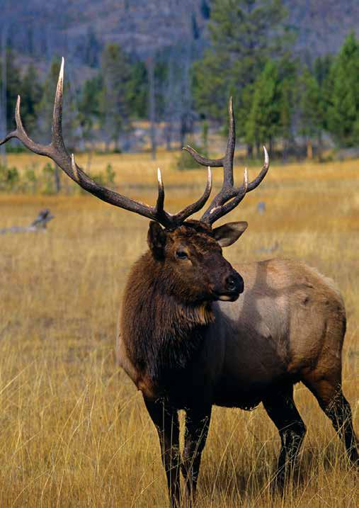 Wildlife: An extension of the Greater Yellowstone Ecosystem and benefitting from the nearby Targhee National Forest the area offers a diverse population of wildlife.