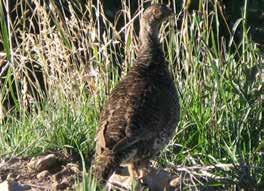 Birds in the area include a healthy population of sharp-tailed grouse, ruffed grouse, Hungarian partridge as well as bald and golden eagles, osprey and other raptors and waterfowl species.