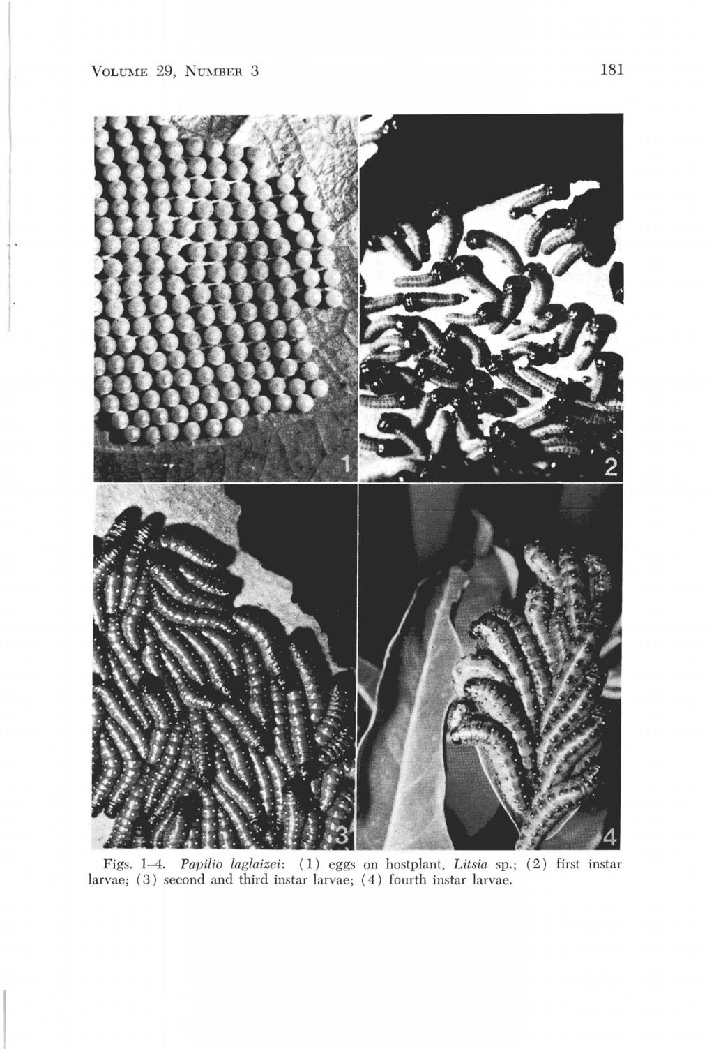 VOLUME 29, NUMBER 3 181 Figs. 1-4. Papilio laglaizei: (1) eggs on host plant, Litsia sp.