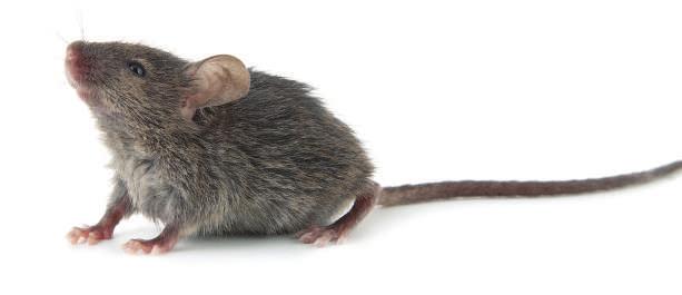 We make sure that all our rodent pest management knowledge and expertise is added to what they eat.