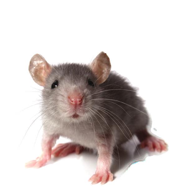WHY DO YOU NEED TO IMPLEMENT A RIGOROUS BIOSECURITY PROGRAM FOR RODENT CONTROL? RODENTS Rats and mice are the most destructive vertebrates on earth.