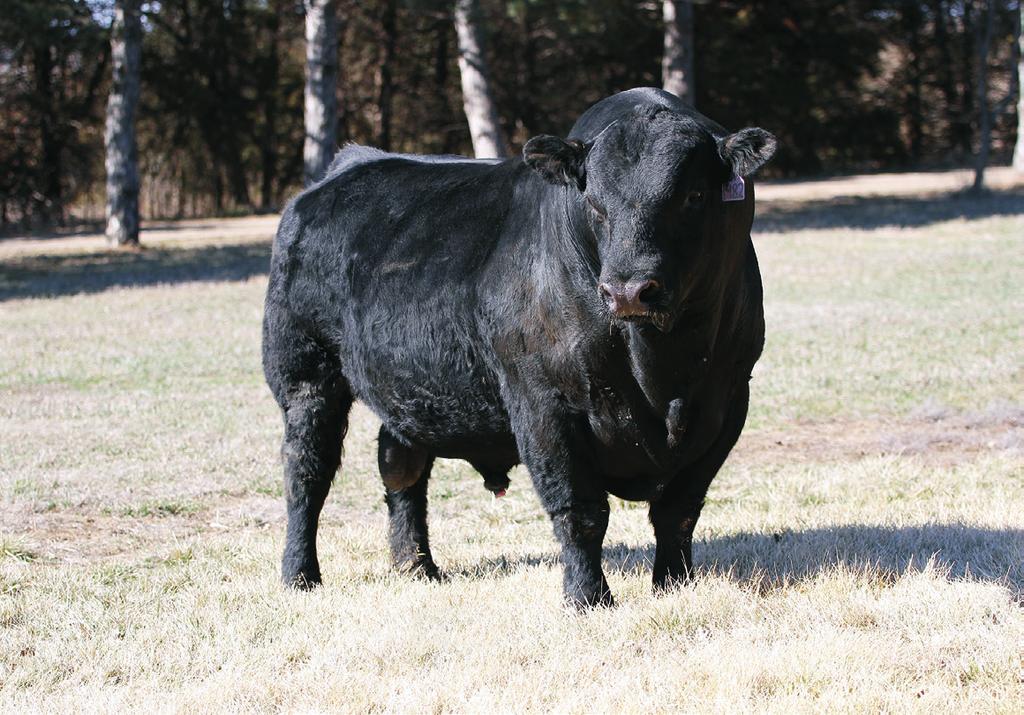 Saturday, March 9, 2019 at 1:00 Complimentary Lunch at 12:00 104 Bulls, 67 Black Balancers, 11 Black Purebreds, 26 Red Balancers, 10 Fall Bred Heifers, 70 Black and 37 Red Commercial Heifers Here is