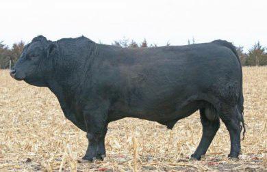 Nevada Nevada is a balancer bull we continue to use heavily. You will also see a son of his that we are using in 532C that sold in our sale in 2016.